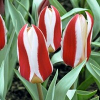 Tulipany Rosy Dream - 5 ks v balení