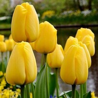 Tulipany Apeldoorn Golden - 5 ks v balení