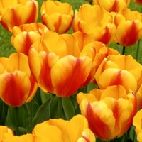 Tulipany Oxford Wonder - 5 ks v balení