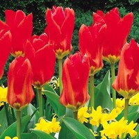 Tulipany Emperor Red - 5 ks v balení