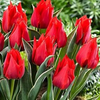 Tulipany Rob Verlinden - 5 ks v balení