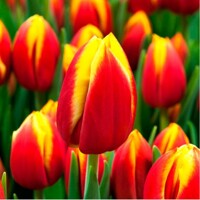Tulipany Renee Drake - 5 ks v balení