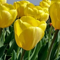 Tulipany Novi Sun - 5 ks v balení