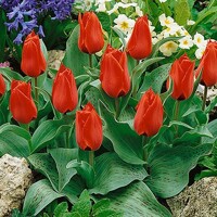 Tulipany Annoe Solomons - 5 ks v balení