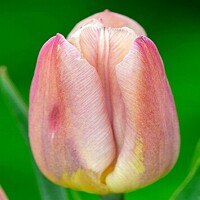 Tulipany Apricot Copex - 5 ks v balení