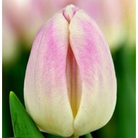 Tulipany Ghost - 5 ks v balení