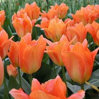 Tulipany Orange Glow - 5 ks v balení