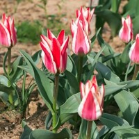 Tulipany Lola - 5 ks v balení