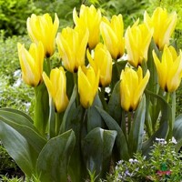 Tulipany Partitura - 5 ks v balení