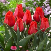 Tulipany Princese Charmante - 5 ks v balení