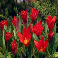 Tulipany Oriental Beauty - 5 ks v balení