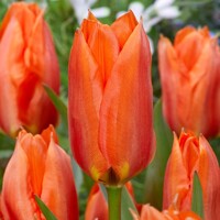 Tulipany Princess Household - 5 ks v balení