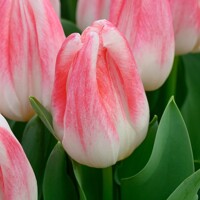 Tulipany Kyoko Takahashi - 5 ks v balení