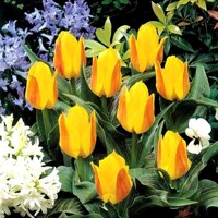 Tulipany Buttercup - 5 ks v balení