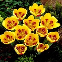 Tulipany Stresa - 5 ks v balení