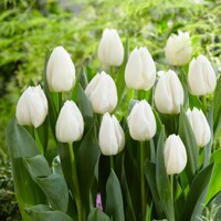 Tulipany White Marvel - 5 ks v balení