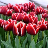 Tulipany Armani - 5 ks v balení