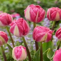 Tulipany Ganders Rhapsody - 5 ks v balení