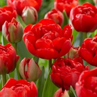Tulipany Miranda - 5 ks v balení