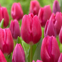 Tulipany Jumbo Pink - 5 ks v balení