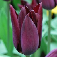 Tulipany Pelger - 5 ks v balení