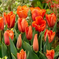 Tulipany Orange Babies - 5 ks v balení