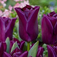 Tulipany Purple Dwarf - 5 ks v balení