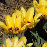 Tulipany Lamoraal Van Edmond - 5 ks v balení