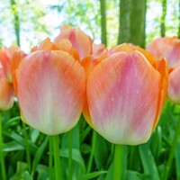 Tulipany Zantucot - 5 ks v balení