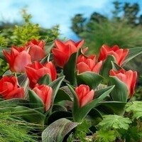 Tulipany Perlina - 5 ks v balení