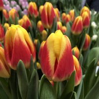 Tulipany Disco - 5 ks v balení