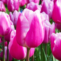 Tulipany Aafke - 5 ks v balení