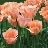 Tulipany Apricot Beauty - 5 ks v balení