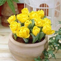 Tulipany Yellow Baby - 5 ks v balení