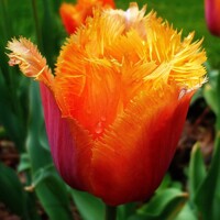 Tulipany Lambada - 5 ks v balení