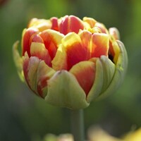 Tulipany Cilesta - 5 ks v balení