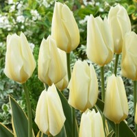 Tulipany Purissima Design - 5 ks v balení
