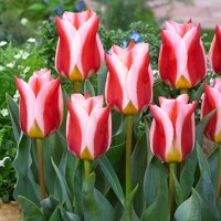 Tulipany Rosanna - 5 ks v balení