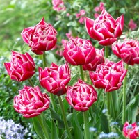 Tulipany Columbus - 5 ks v balení