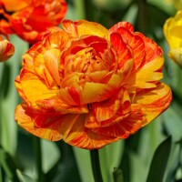 Tulipany Sunlover - 5 ks v balení