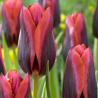 Tulipany Slawa - 5 ks v balení