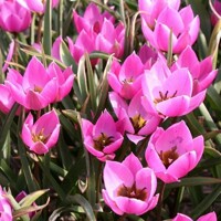 Tulipany Helene - 5 ks v balení