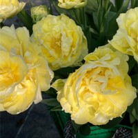 Tulipany Secret Perfume - 5 ks v balení