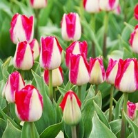 Tulipany Alectric - 5 ks v balení