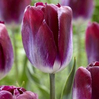 Tulipany Kansas Proud - 5 ks v balení