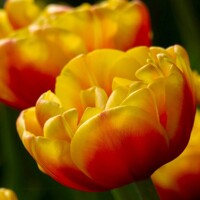 Tulipany Shell - 5 ks v balení