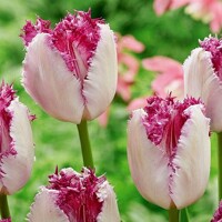 Tulipany Eyelash - 5 ks v balení