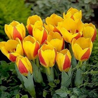 Tulipany Graefin Bettina - 5 ks v balení