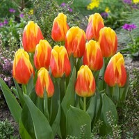 Tulipany Ice Lolly - 5 ks v balení