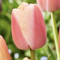 Tulipany Pride Coral - 5 ks v balení